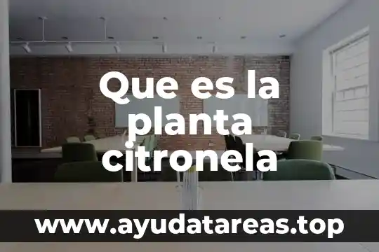 Que es una planta libre en la arquitectura 8 Que es la planta citronela