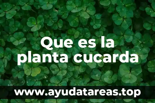 Para que es importante regalar una planta a un niño 7 Que es la planta cucarda