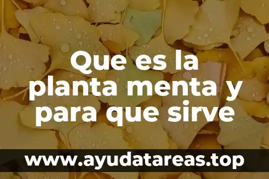 Hierbabuena planta medicinal que es 8 Que es la planta menta y para que sirve