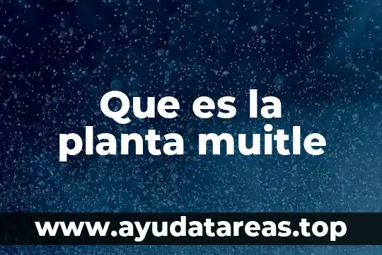 Que es el dimensionamiento de planta 8 Que es la planta muitle