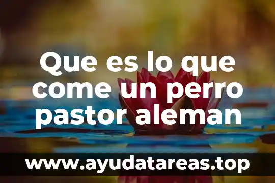 Que es mejor un perro macho o hembra 4 Que es lo que come un perro pastor aleman