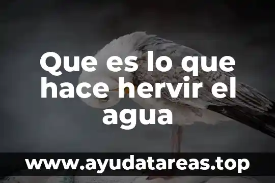 Qué es mejor hc o hc1 6 Que es lo que hace hervir el agua