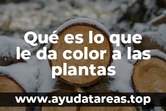 Qué es lo que le da color a las plantas