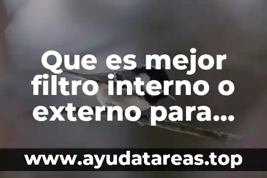 Que es mejor filtro interno o externo para acuario