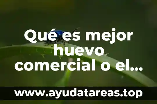 Rafael perez miranda que es el nombre comercial 6 Qué es mejor huevo comercial o el de granja