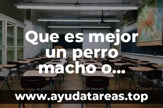 Que es un producto perro 8 Que es mejor un perro macho o hembra