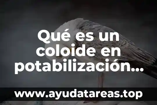 Que es la escaser de agua 6 Qué es un coloide en potabilización de agua