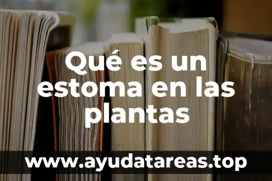 Qué es un estoma en las plantas