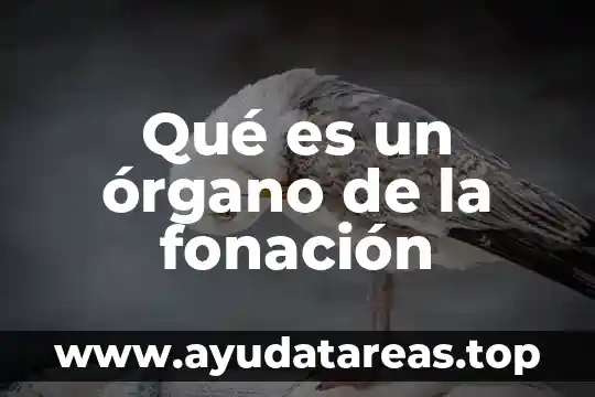 Qué es un órgano de la fonación