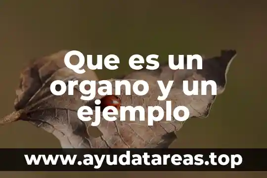Que es una metáfora en artes 3 Que es un organo y un ejemplo