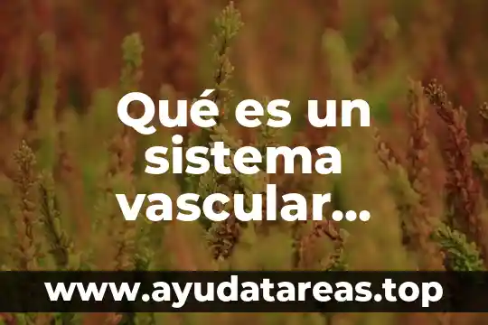 Nivel vascular que es 5 Qué es un sistema vascular sanguíneo