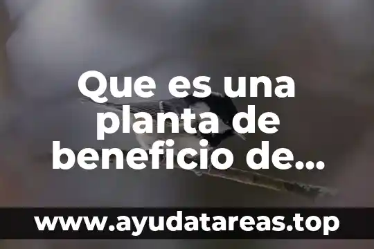 Que es una planta forrajera 3 Que es una planta de beneficio de minerales