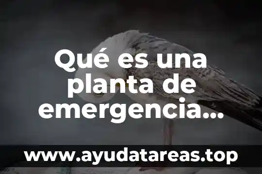 Que es la planta sexual 8 Qué es una planta de emergencia portátil