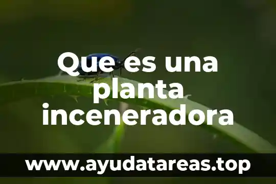 Que es una planta perenifolia 3 Que es una planta inceneradora