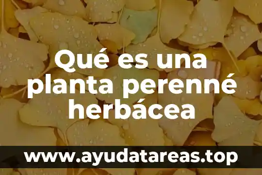 Que es una planta libre en la arquitectura 3 Qué es una planta perenné herbácea