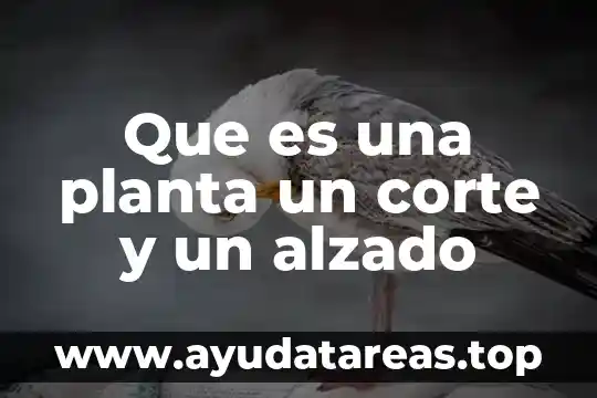 Que es el dimensionamiento de planta 4 Que es una planta un corte y un alzado