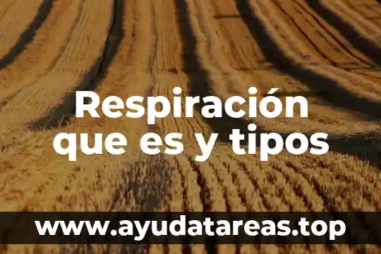 Qué es un navegador y los tipos de navegadores 6 Respiración que es y tipos
