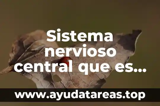 Que es el sistema nervioso y para que nos sirve 3 Sistema nervioso central que es el ciclo circadiano