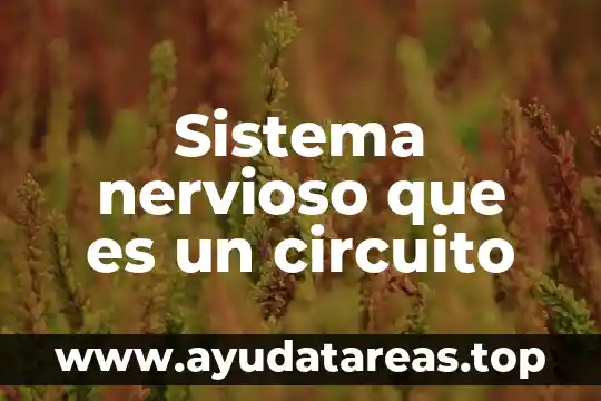 Que es el sistema nervioso y como esta compuesto 6 Sistema nervioso que es un circuito