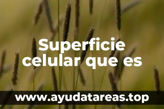 Qué es la superficie de una figura Yahoo 7 Superficie celular que es