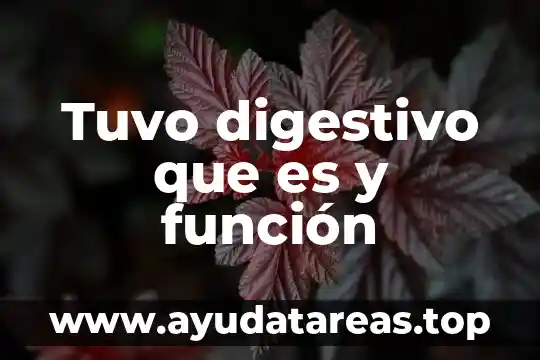 Tuvo digestivo que es y función